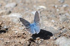 Polyommatus eros