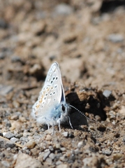 Polyommatus eros