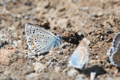 Polyommatus eros