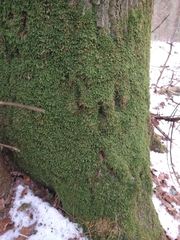 Homalia trichomanoides