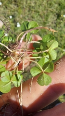 Oxalis minuta