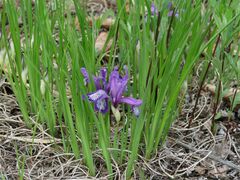 Iris uniflora