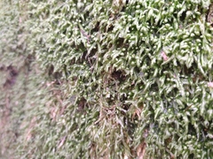 Homalia trichomanoides