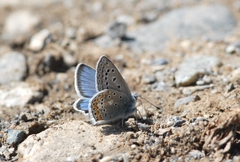 Polyommatus eros
