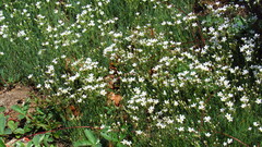Arenarieae