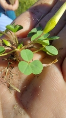 Oxalis minuta