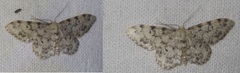 Idaea contiguaria