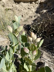 Astragalus asclepiadoides