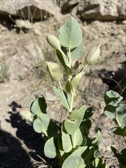 Astragalus asclepiadoides