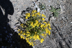 Senecio leucanthemifolius caucasicus