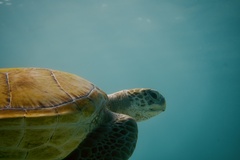 Chelonia mydas