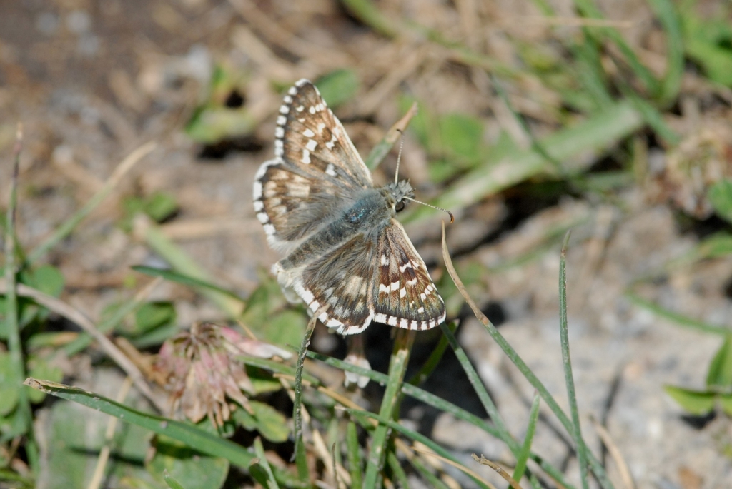 Foulquier's Grizzled Skipper