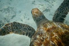 Chelonia mydas