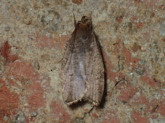 Psilocorsis reflexella