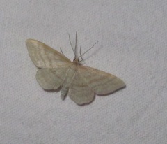 Idaea macilentaria
