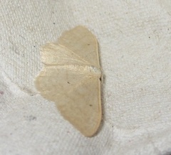Idaea straminata