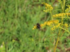 Dolichovespula arctica