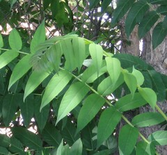 Ailanthus altissima