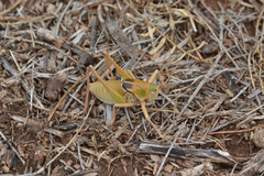 Pediodectes haldemanii