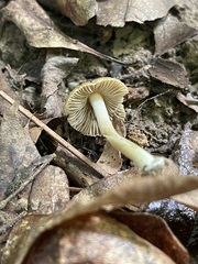 Inocybe margaritispora