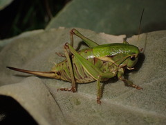 Psorodonotus fieberi
