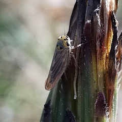 Macrosteles cristatus