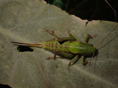 Psorodonotus fieberi