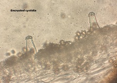 Inocybe margaritispora