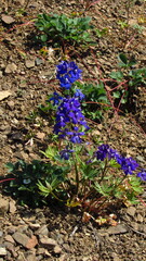 Delphinium glareosum