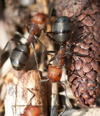 Formica obscuripes