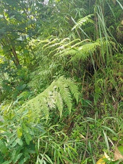 Macrothelypteris