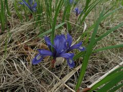 Iris uniflora