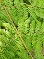Macrothelypteris