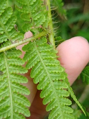 Macrothelypteris