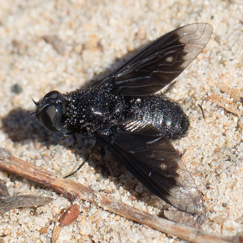 Black Bee Fly