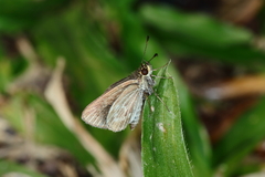 Callimormus interpunctata
