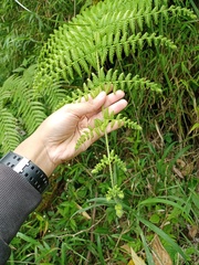 Macrothelypteris