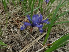 Iris uniflora