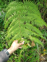 Macrothelypteris