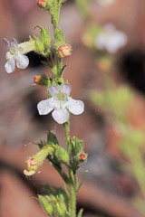 Penstemon deustus pedicellatus