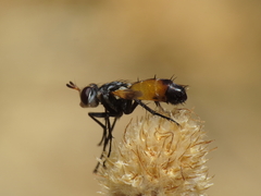 Cylindromyia rufifrons