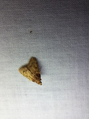Aglossa disciferalis