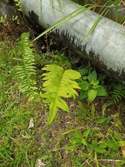 Microsorum commutatum