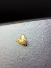 Aglossa disciferalis