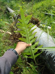 Microsorum commutatum