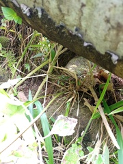 Microsorum commutatum