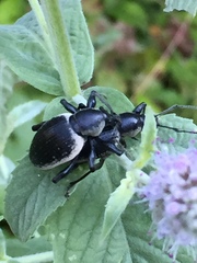 Otiorhynchus vehemens