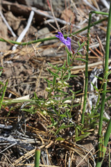 Scutellaria angustifolia angustifolia