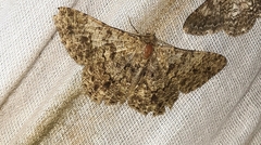Racotis