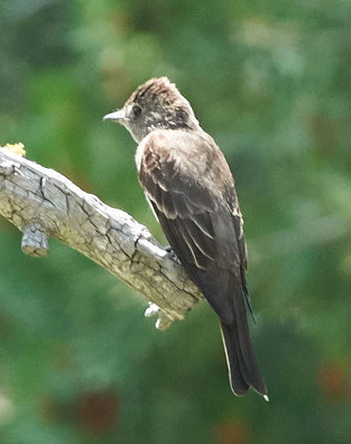 iNaturalist observation photo of Western Wood-Pewee